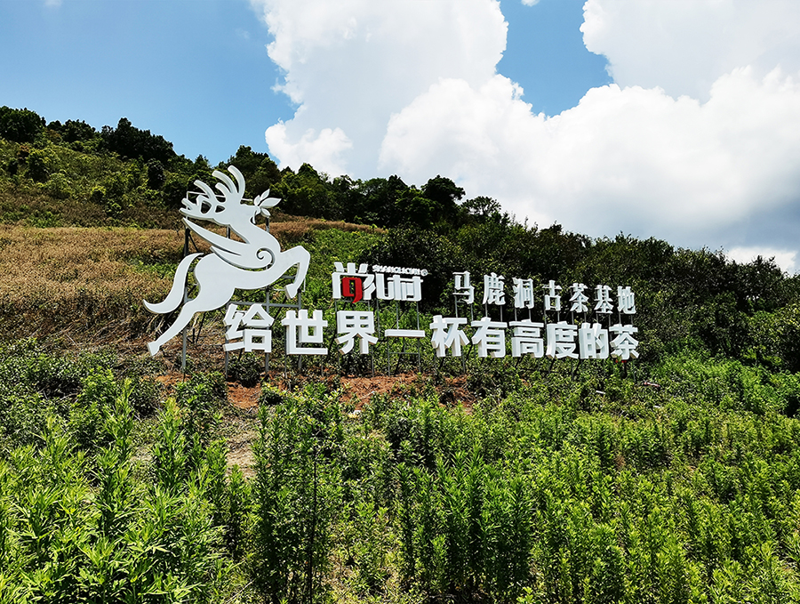 滑竹梁子马鹿洞高山普洱原料基地